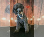 Sterling - Male Poodle (Standard)-Unknown Mix Dog for Adoption - Small photo