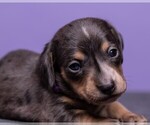 Small Photo #16 Dachshund Puppy For Sale in CROWLEY, TX, USA