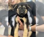 Small German Shepherd Dog