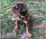 Small Photo #3 Doberman Pinscher Puppy For Sale in NASHVILLE, TN, USA