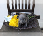 Small Photo #8 French Bulldog Puppy For Sale in SEARS, MI, USA