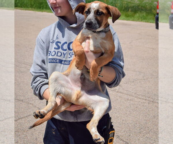 Medium Photo #5 German Shepherd Dog-Red Heeler Mix Puppy For Sale in Huntley, IL, USA