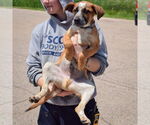 Small #4 German Shepherd Dog-Red Heeler Mix