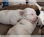 Small Photo #4 Coton de Tulear Puppy For Sale in HUNTINGTN BCH, CA, USA