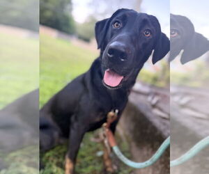 Labrador Retriever-Unknown Mix Dogs for adoption in Wakefield, RI, USA