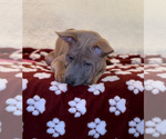 Small Photo #20 Thai Ridgeback Puppy For Sale in POTSDAM, NY, USA
