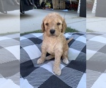 Small Photo #2 Goldendoodle-Poodle (Toy) Mix Puppy For Sale in MERIDIAN, ID, USA