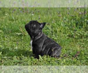 French Bulldog Puppy for sale in Krusevac, Central Serbia, Serbia