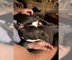 Small #21 American Pit Bull Terrier Mix
