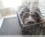 Small Staffordshire Bull Terrier