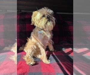Father of the Brussels Griffon puppies born on 01/03/2026