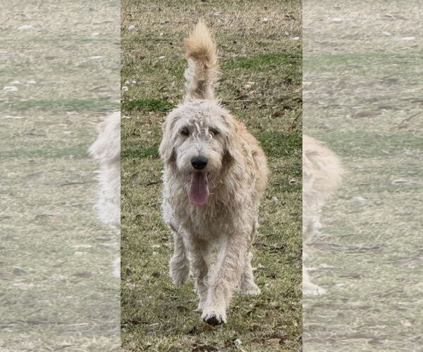 Medium Photo #2 Poodle (Standard)-Unknown Mix Puppy For Sale in Valrico, FL, USA