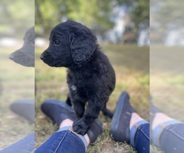 Medium Photo #23 Goldendoodle-Newfoundland Mix Puppy For Sale in MORRIS, MN, USA
