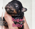 Puppy Sugar Baby Poodle (Miniature)