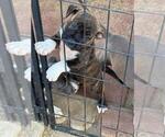 Puppy Puppy 5 American Pit Bull Terrier
