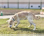 Small #2 Mutt