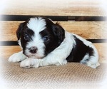Small Havanese