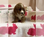 Small Photo #15 Cavapoo Puppy For Sale in SYLMAR, CA, USA