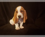 Small Photo #11 Basset Hound Puppy For Sale in CLAREMORE, OK, USA