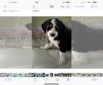 Small Photo #3 Bernedoodle Puppy For Sale in POINTBLANK, TX, USA