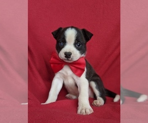 Boston Terrier-Pomsky Mix Puppy for sale in EPHRATA, PA, USA