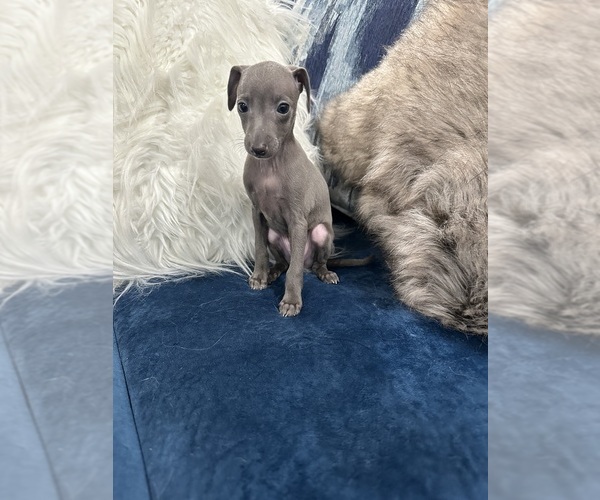 Medium Photo #1 Italian Greyhound Puppy For Sale in GLEN BURNIE, MD, USA