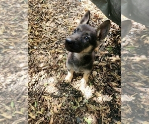 German Shepherd Dog Puppy for sale in ROBINSON, TX, USA