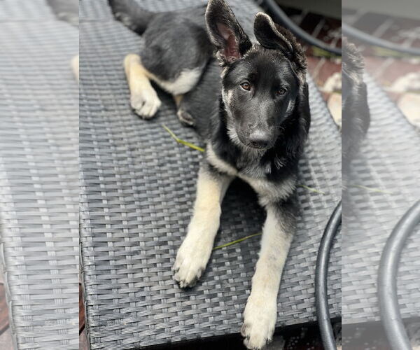 Medium Photo #2 German Shepherd Dog Puppy For Sale in San Diego, CA, USA