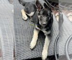 Small #1 German Shepherd Dog