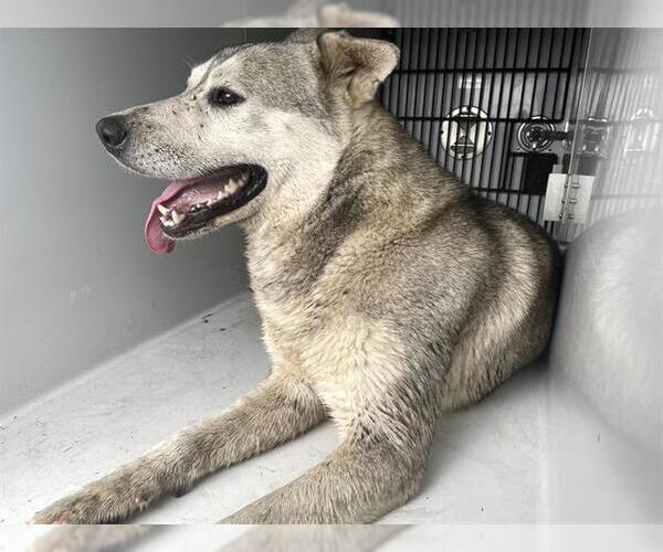 Medium Photo #1 Siberian Husky Puppy For Sale in Houston, TX, USA