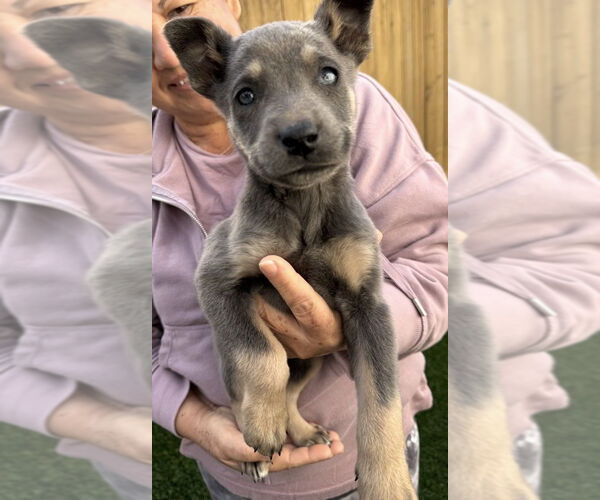 Medium Photo #2 Mutt Puppy For Sale in Dana Point, CA, USA