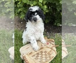 Small #2 Poodle (Miniature)