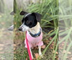 Small #2 Rat Terrier