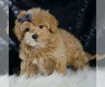 Small Photo #1 Maltipoo (Miniature) Puppy For Sale in WARSAW, IN, USA
