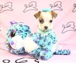 Small Photo #27 Chihuahua Puppy For Sale in LAS VEGAS, NV, USA