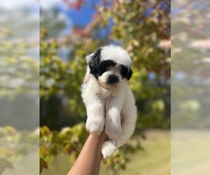 Zuchon Puppy for sale in ATLANTA, GA, USA