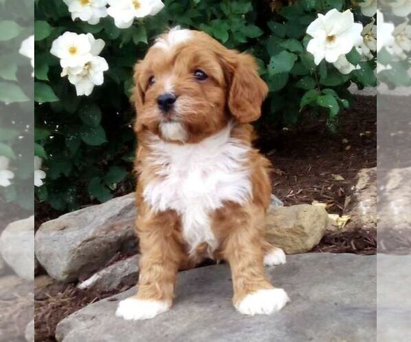 Medium Photo #5 Cavapoo (Miniature) Puppy For Sale in GORDONVILLE, PA, USA