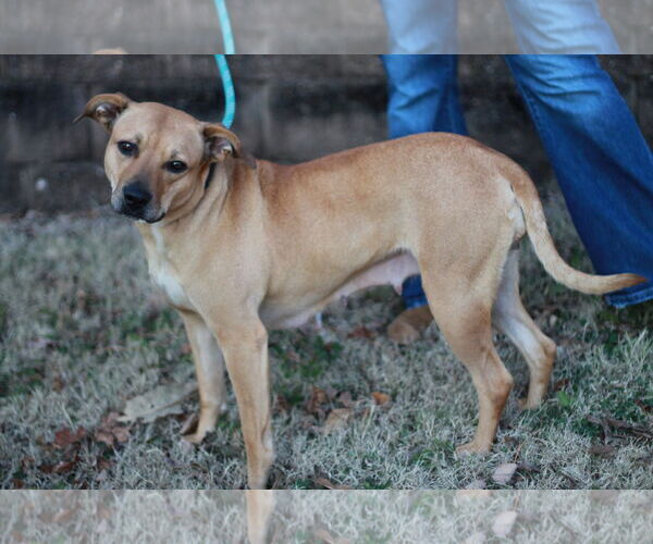 Medium Photo #5 Black Mouth Cur-Unknown Mix Puppy For Sale in Cookeville, TN, USA