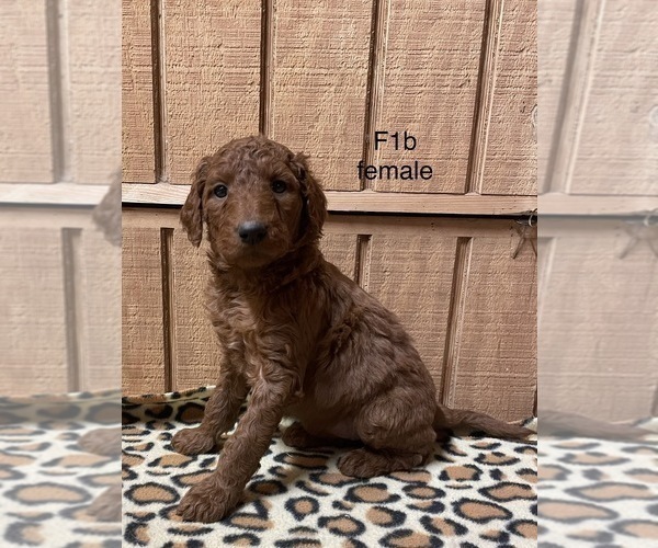 Medium Photo #6 Goldendoodle Puppy For Sale in FORT PAYNE, AL, USA