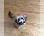 Small #1 Shih Tzu Mix