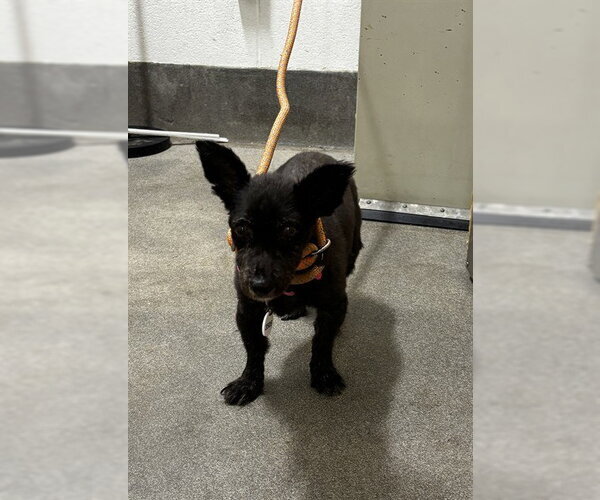 Medium Photo #1 Chihuahua-Unknown Mix Puppy For Sale in Forestville, MD, USA