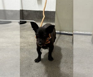 Chihuahua-Unknown Mix Dogs for adoption in Forestville, MD, USA