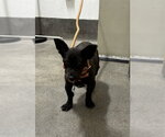 Small Chihuahua Mix
