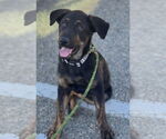 Small #3 German Shepherd Dog-Pointer Mix
