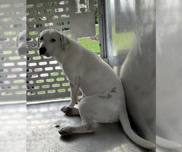 Medium Photo #1 Labrador Retriever-Unknown Mix Puppy For Sale in Rosenberg, TX, USA