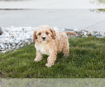 Small Photo #3 Cavapoo Puppy For Sale in MILLERSBURG, IN, USA