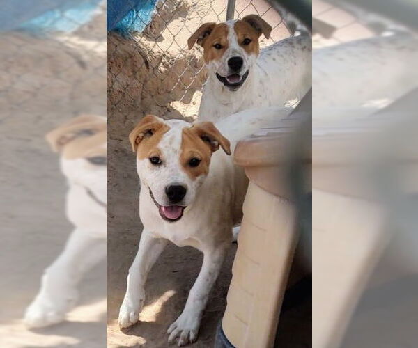 Medium Photo #3 Labrador Retriever-Unknown Mix Puppy For Sale in Pena Blanca, NM, USA