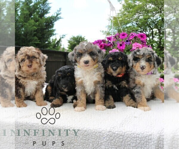 Medium Photo #2 Bernedoodle (Miniature) Puppy For Sale in LANCASTER, PA, USA