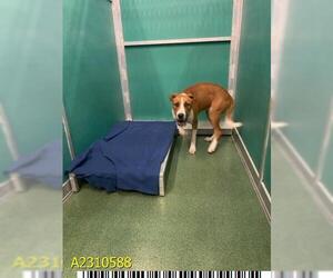Rhodesian Ridgeback-Unknown Mix Dogs for adoption in West Palm Beach, FL, USA