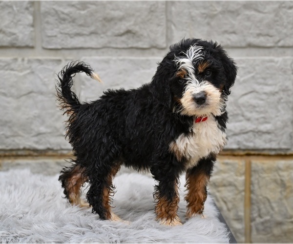 Medium Photo #2 Bernedoodle Puppy For Sale in MILLERSBURG, OH, USA